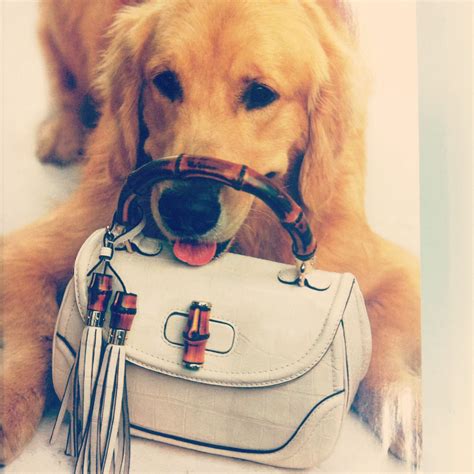 gucci golden retriever|Gucci .